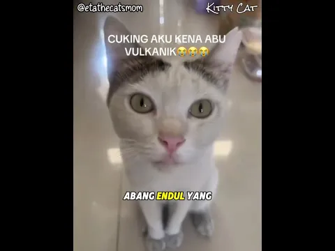 Kucing Kakak Ini Pergi Main Saat Gunung Berapi Sedang Meletus 🐱 #kucinglucu #kucingoyen #kucingtuyul