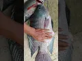 Download Lagu IKAN MUJAIR NILA VS IKAN TAWES