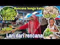 RENCANA BUNGA PEPAYA⁉️ SAMPAI DI PASAR LAIN PULA YANG DI BELI