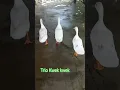 Download Lagu Trio kwek kwek