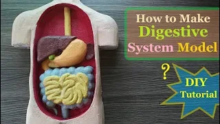 how to make digestive system 3d model holiday homework