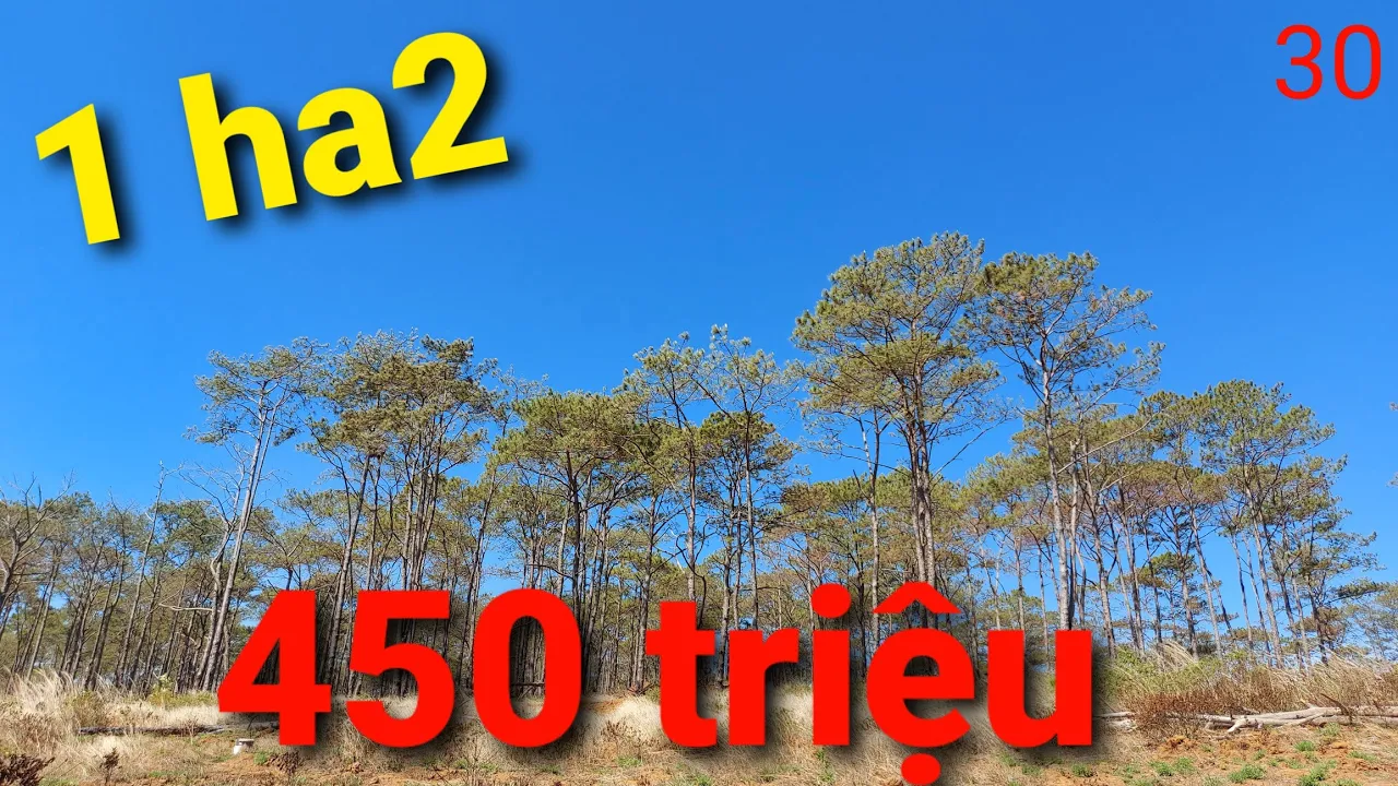 Bán 1.2 ha 450 triệu view đồi thông.( đã bán)