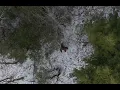 Sasquatch Bigfoot or a Bear Not Real