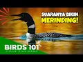 Download Lagu Suara Burung Ini Bikin Bulu Kuduk Merinding... || Loon/Burung Selam