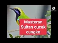cucak cungko masteran istimewa jeda jernih ful setengah jam