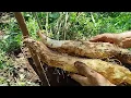 THE BEST TECHNIQUE to get SWEET POTATOES from the HILL by yourself