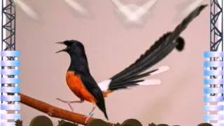 masteran suara burung murai batu medan mantap