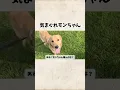 Lagu 気まぐれモンちゃん#goldenretreiver #ゴールデンレトリバー