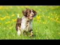 Comparing the English Springer Spaniel and the Cocker Spaniel A Breed Comparison