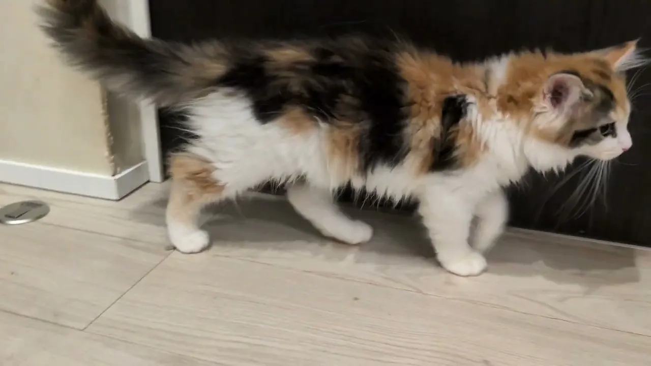 動画