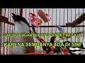 Download Lagu CENDET GACOR RASA CIBLEK GUNUNG, SEPATU ANAK, SUARA AYAM, MURAI, KECER