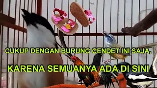 cendet gacor rasa ciblek gunung sepatu anak suara ayam murai kecer