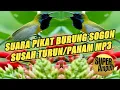 Download Lagu Sekali dengar pasti langsung turun ke pulut||mp3 pikat sogon