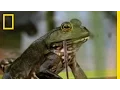 Bullfrogs Eat Everything National Geographic