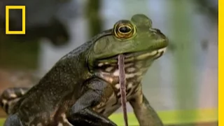 Bullfrogs Eat Everything National Geographic