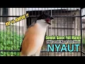 Download Lagu burung cendet gacor FULL ISIAN MEWAH, buat PANCINGAN CENDET AGAR BUNYI, jadikan BURUNG PENTET GACOR