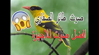 صوت ابو صفير كامل او الصفاري الذكر والأنثى    دقيقة   افضل صوت للاجهزة دندنها