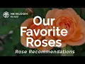 Our Favorite Roses Rose Recommendations