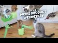 My cats have no idea what s coming