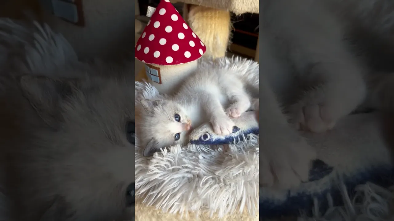 動画