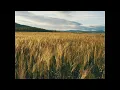Українська народна пісня [Зелене жито]