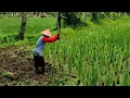 Mencangkul di Sawah, Perjuangan Petani yang tak Kenal Lelah - Kehidupan di sawah