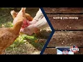 Kalmbach Feeds for Healthier Happier Hens