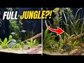 I Let My 36 Gallon Tank Turn Into a JUNGLE for 60 Days