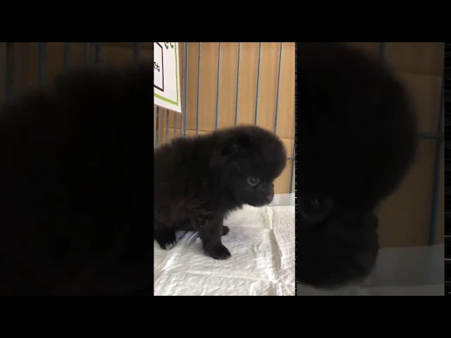 動画