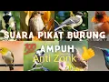Kombinasi Suara Pikat Burung Kecil dan Besar Durasi Panjang Anti Zonk Ampuh 💯