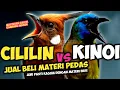 Download Lagu TOP SPEED PEDAS!!! MASTERAN CILILIN VS KINOI || CUCAK KINOI SAMBUNG CILILIN PANJANG MEWAH