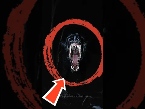 QUAIS SERIAM SUAS CHANCES DE SOBREVIVER CONTRA ESSES 5  CÃES