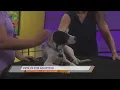 SPCA of East Texas Wyatt