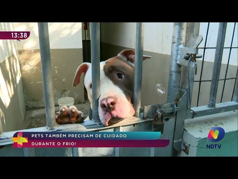 Saiba quais são os cuidados necessários com os pets durante o clima frio