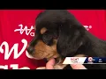 25 pet adoptions at Wayside Waifs in Kansas City now through Sunday