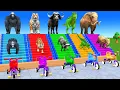Download Lagu Long Slide Game With Cow Elephant Gorilla Hippopotamus Tiger 3d Animal Game Funny 3d Animals
