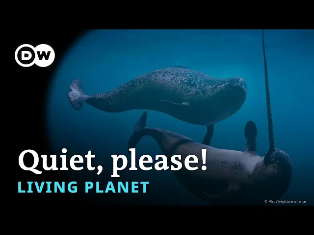 Video: This is killing Arctic 'unicorns' | Living Planet Podcast
