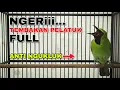 Download Lagu NGERI || CUCAK IJO GACOR FULL ISIAN PELATUK BIKIN BONGKAR ISIAN