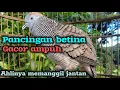 Download Lagu Pancingan perkutut betina memanggil jantan gacor