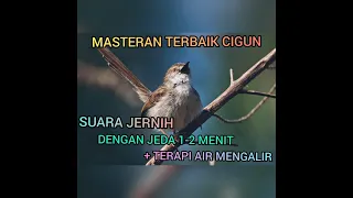 Download MASTERAN SUARA CIGUN JERNIH DENGAN JEDA 1-2 MENIT + TERAPI AIR #CIGUN MP3