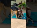 Download Lagu dog fight | mix street dog fight with german shepherd and indian splitz#shorts #short