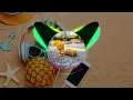 Ashley Kutcher_ If I Could [Megatron Remix]