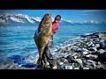 Giant Alaskan HALIBUT on a RENTAL boat Catch Clean Cook my biggest EVER