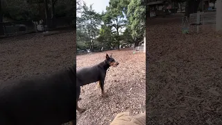 #fyp #dream #doberman #pets #youtube