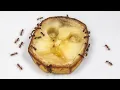 Download Lagu Ants Eat Banana Time-lapse