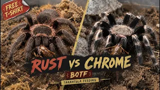 Rust vs Chrome: Sino ang Mas Gutom? 1st Battle of the Fangs sa Pinas..