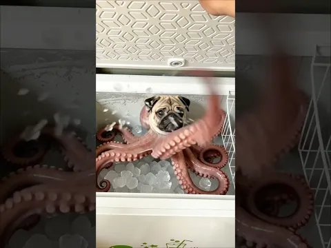 Asap Hijau Kulkas! Muncul Monster Gurita Berkepala Anjing 🥶🐙