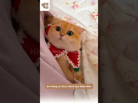 Khi bé mèo bị mắc kẹt trong chăn và cái kết... 🤣