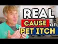 Itchy Dog or Cat Fix the Skin Barrier First