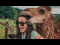 Camels Are Crazy Funny Camel Compilation